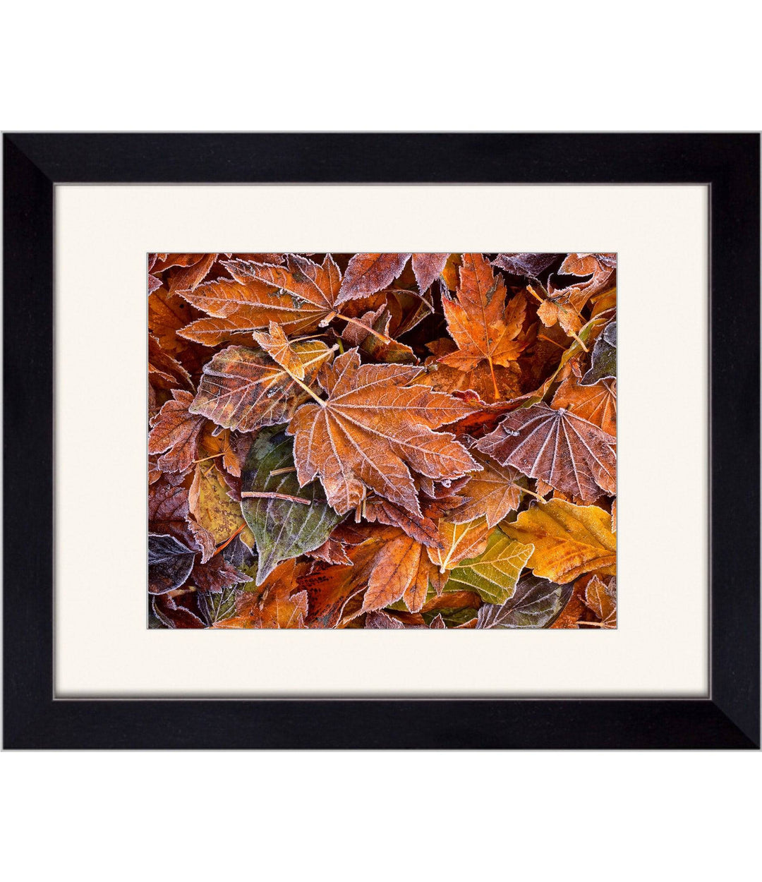 Autumn's First Frost - Open Editions - Richard Stefani - Stefani Fine Art