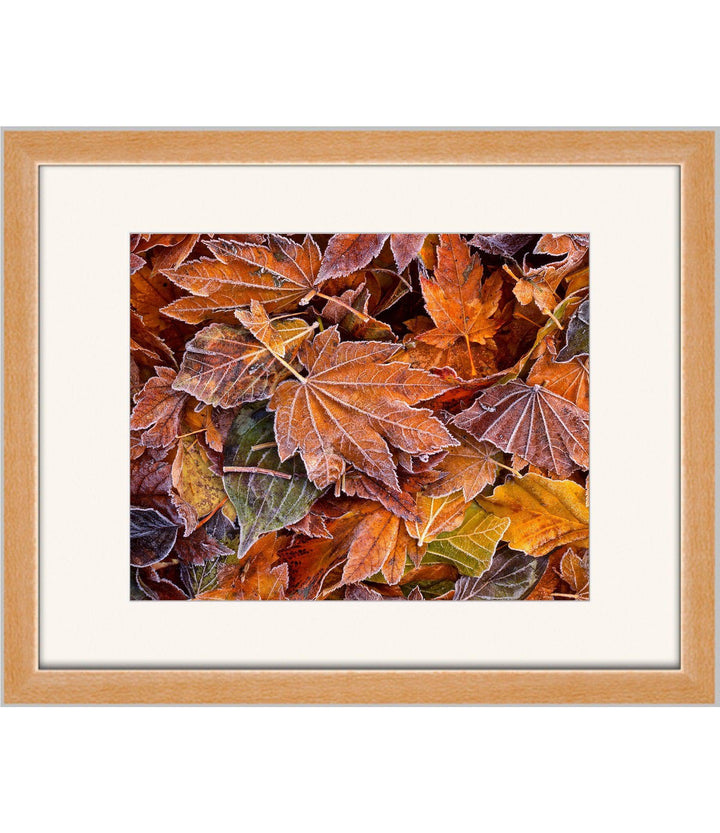 Autumn's First Frost - Open Editions - Richard Stefani - Stefani Fine Art