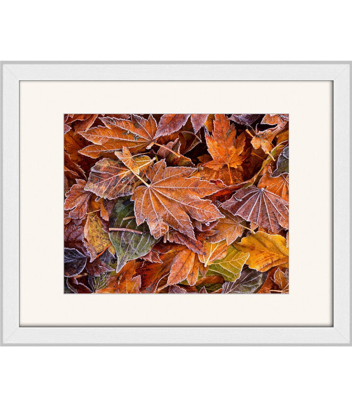 Autumn's First Frost - Open Editions - Richard Stefani - Stefani Fine Art