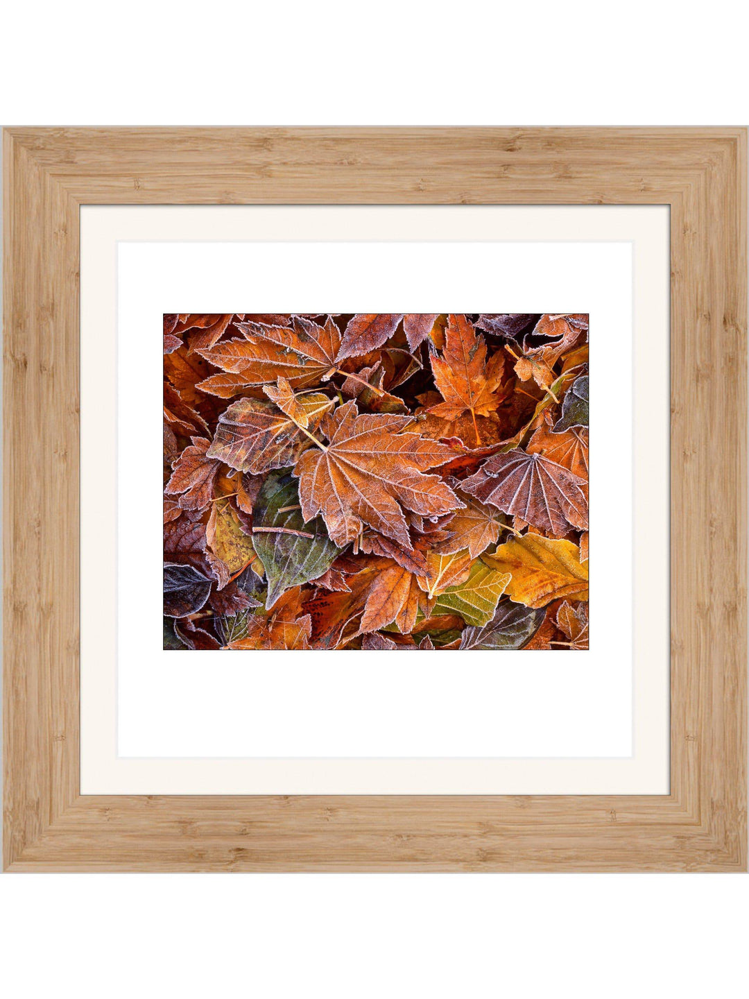 Autumn's First Frost Square Edition - Square Editions - Richard Stefani - Stefani Fine Art