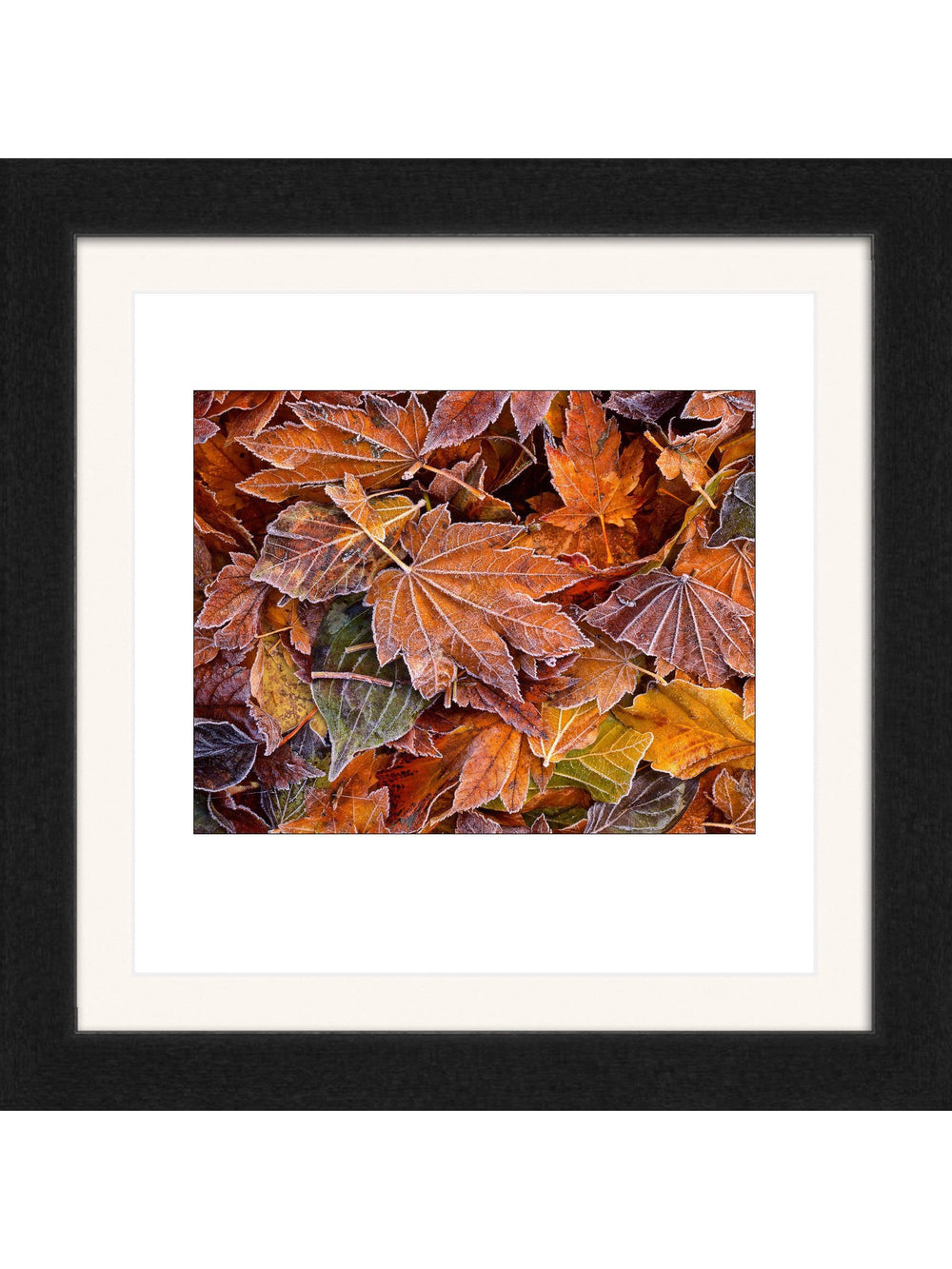 Autumn's First Frost Square Edition - Square Editions - Richard Stefani - Stefani Fine Art