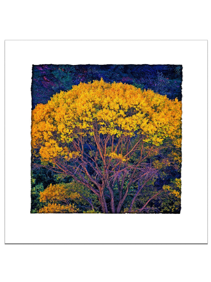 Fall in Zion Square Edition - Square Editions - Richard Stefani - Stefani Fine Art