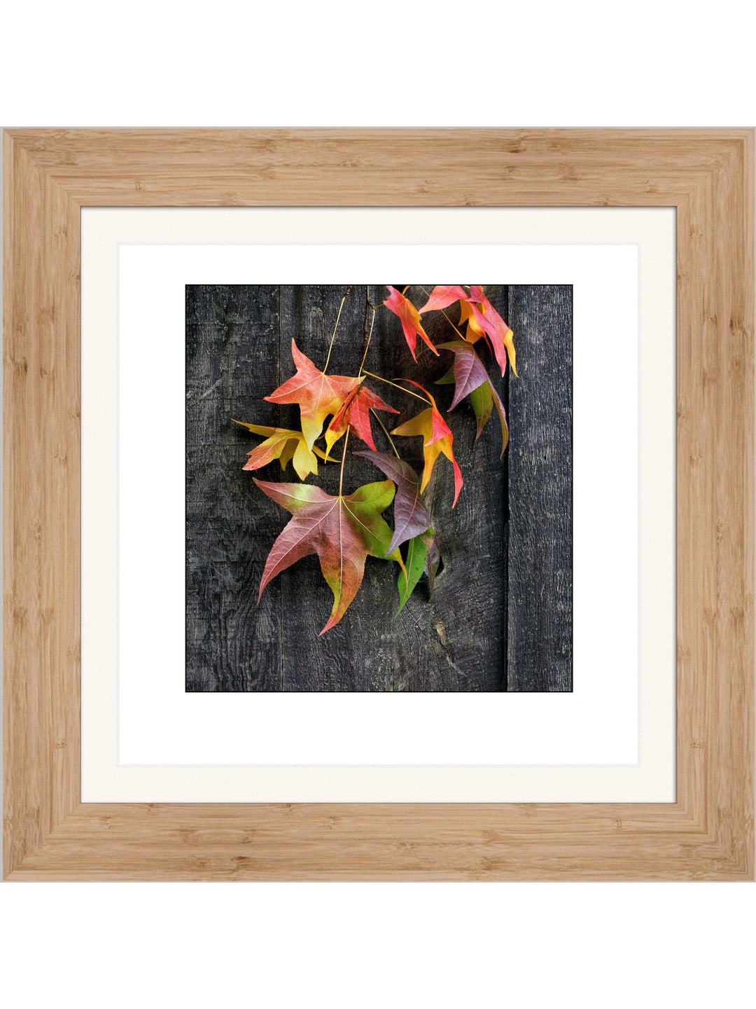 Fall Leaves Square Square Edition - Square Editions - Richard Stefani - Stefani Fine Art