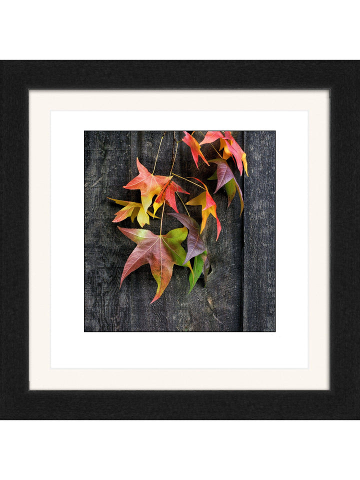 Fall Leaves Square Square Edition - Square Editions - Richard Stefani - Stefani Fine Art