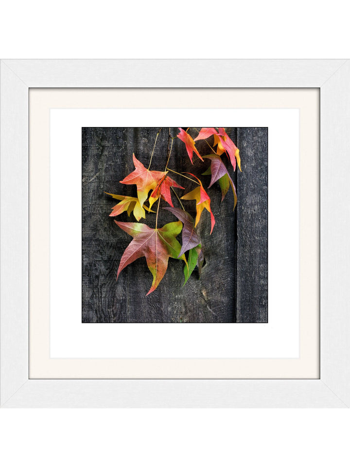 Fall Leaves Square Square Edition - Square Editions - Richard Stefani - Stefani Fine Art